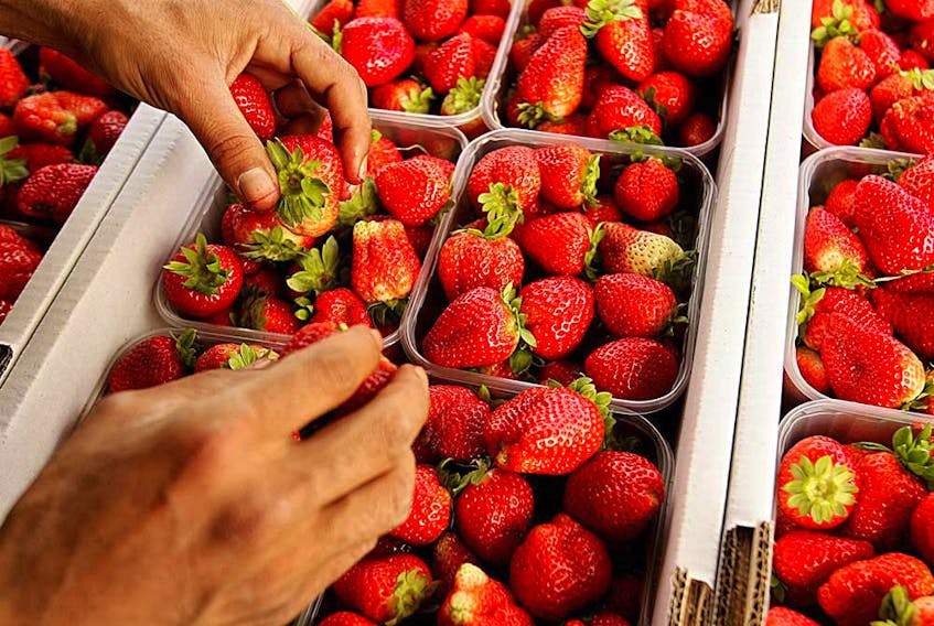 Using strawberries as their test case, botanists at the University of Basel have developed an efficient, low-cost approach to confirming claims of geographical origin.