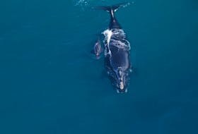 New estimates of the number of endangered North Atlantic right whales puts the population at 336.