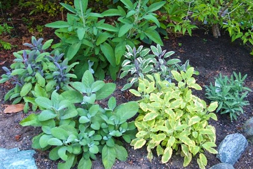Herbs are available in many varieties and plant sizes.