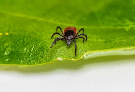 Black-legged ticks can carry the bacteria that causes Lyme disease.  
