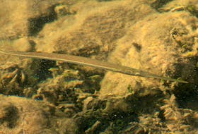 The Atlantic Saury, sometimes known as a needlefish, is a small, long, thin fish that typically lives three to four years. STOCK
