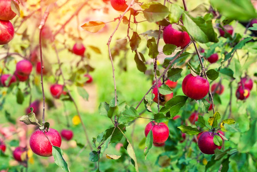 With an abundance of apples this season, there are plenty of opportunities for families to visit u-picks or to pick up some fresh apples to enjoy. - Storyblocks