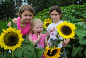 Sisters Heidi Martin, 10, Tessa, 3 and Alexa, 7, of Topsail, N.L., display the sunflowers they selected to take home from the Lester’s Farm Chalet petting farm. Agritourism is in its infancy in Newfoundland, where geography plays a factor in getting the public to farms.

