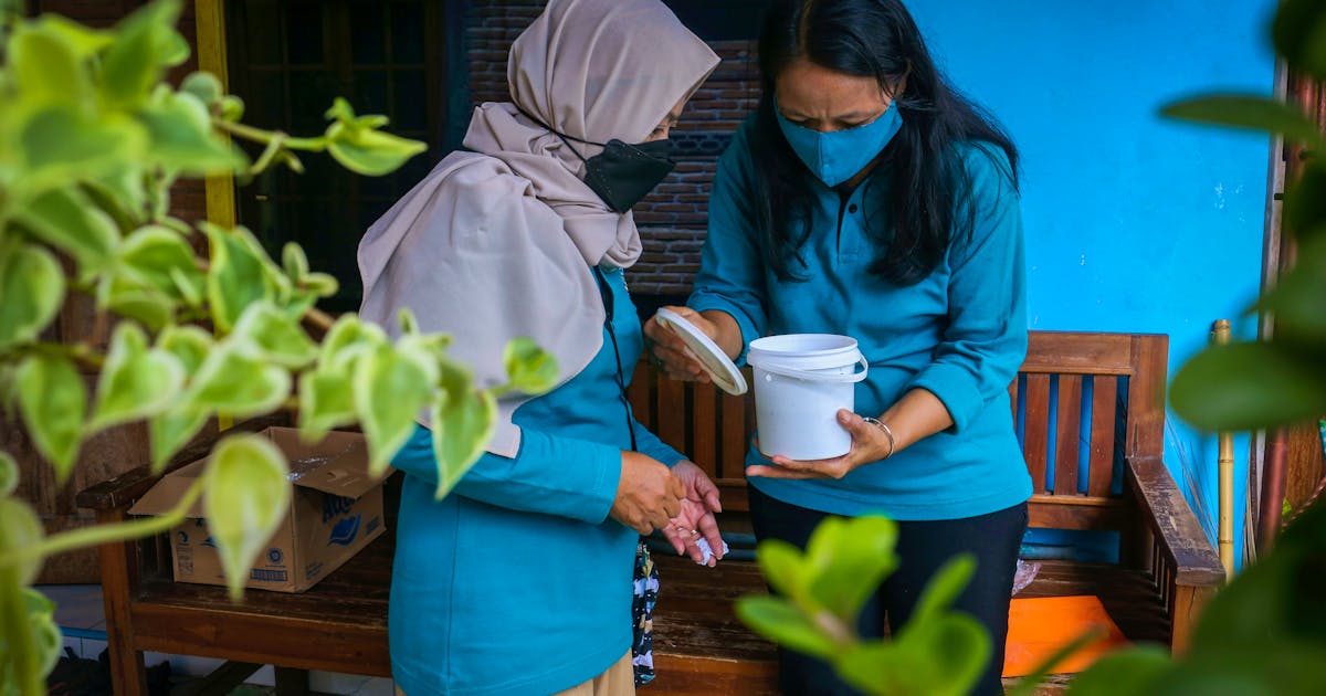 Indonesian researchers breed 'good' mosquitoes to combat dengue | Saltwire - SaltWire Network
