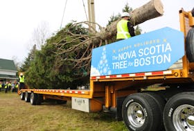 L’Arche Cape Breton donated a 60-year-old white spruce tree to be shipped to Boston for the city’s tree-lighting ceremony as part of Nova Scotia’s decades-old tradition.
