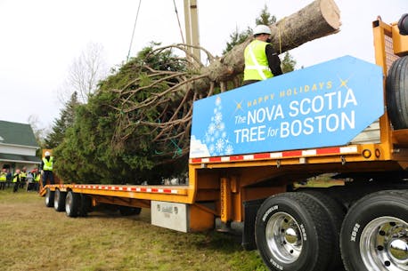 'Something to celebrate': Christmas tree donated by Cape Breton organization headed to Boston