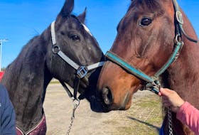 Former stablemates Celebrate Your Bet, left, and Twin B Shadow reunite outside the race paddock in Cumberland Maine before competing in the same race Tuesday. 