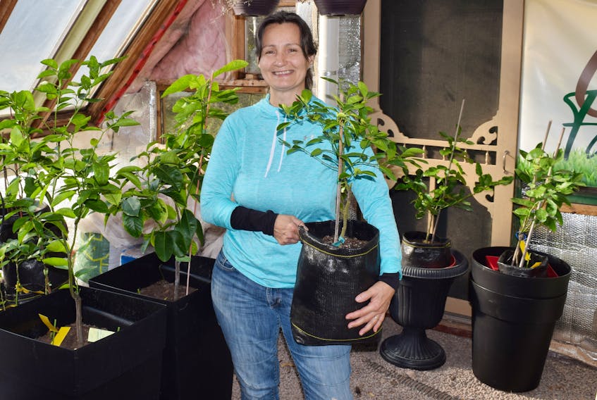 Anita Carlson holds a citrus tree at her greenhouse in River John.