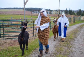 Two volunteers, Gordon Frizzell, left, and Jamie MacPhee, lead a pair of alpacas to the manger at Chrys Jenkins’ farm in Canoe Cove. The farm will again be turned into a Christmas nativity display, Dec. 3-5. The nativity show runs from 5:30 p.m. to 8 p.m. each day. All money raised is going to Lennon House.