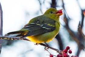 A western tanager gorges on dogberries unconcerned by the small admiring audience standing on the Virginia Lake trail in St. John's.