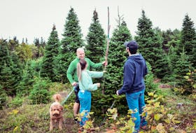 Dennis, Maggie and Kinnon Williams search for the perfect Christmas tree at Green Hills Farm in Albert Bridge, Cape Breton. Contributed