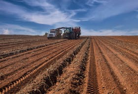 A potato harvester works the fields at Skye View Farms in this file photo.  The Canadian Food Inspection Agency has decided to suspend the certification of exports of all potatoes from Prince Edward Island to the United States. 
