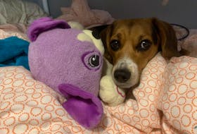 Reporter Andrew Waterman's beagle Annie made a nest on his daughters bed and adopted close to a dozen of her toys, hauling them out of her closet one by one as she went through a pseudopregnancy after her first heat. For days, she barely left their side.