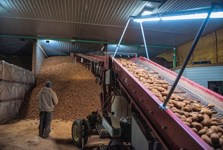 Logan Docherty surveys a crop of potatoes loaded into the warehouse in this file photo. Brian McInnis • Special to The Guardian