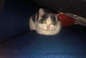 Nov 24 2021 - This cat stowed away on a ship bringing fuel from Newfoundland to Iqaluit. David Hulan, the crewmember who rescued the furry fugitive, named her Journey. She is now safe with the SPCA in Corner Brook, NL. - Contributed