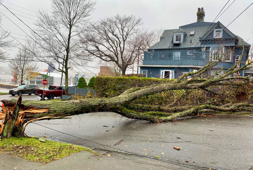 Wind gusts up to 100 km/h lashed Sydney during this week’s major storm that left widespread flooding across the Cape Breton Regional Municipality. Above, a large tree fell across Nepean Street in Sydney not far from the Joan Harriss Cruise Pavilion. DAVID JALA/CAPE BRETON POST