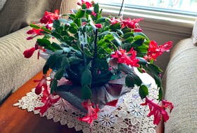 Christmas cactus is a long-lived indoor plant that flowers in winter. The pretty ruffled blooms come in a range of colours that includes red, pink, peach, and white. 