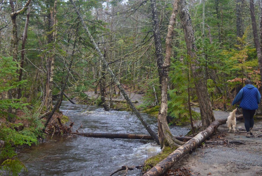 While the Baille Ard Trail was open for nature lovers to stroll through, Tuesday's massive rainstorm caused heavy damage to some parts of the trail, while the Wash Brook maintained a steady, heavy flow. IAN NATHANSON • CAPE BRETON POST