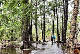 The Baille Ard Trail suffered flooding and damage to the forest area and trail following Tuesday's massive rainstorm. CONTRIBUTED