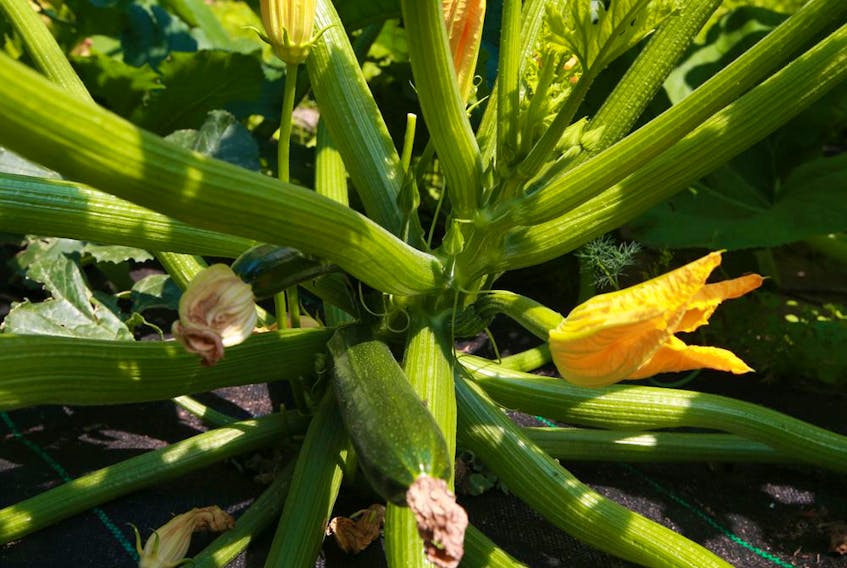  Healthy zucchini blossoms dry up at the ends of the fruit, but drought encourages rot here instead.