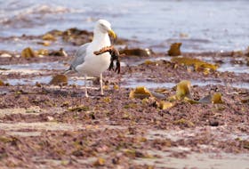 For most of us, the weekend is a time to relax and decompress from the busy work week. While this seagull might not have a nine-to-five, it seems to be having a lunch break of its own. When Donna Langille took the photo, she thought the seagull was just playing in the seaweed on a beach outside Amherst, N.S., but upon closer inspection, she realized it was a tiny lobster! That’s quite the meal. Thank you for sending this in, Donna. 

Send your weather photos and question to me: weather@saltwire.com.