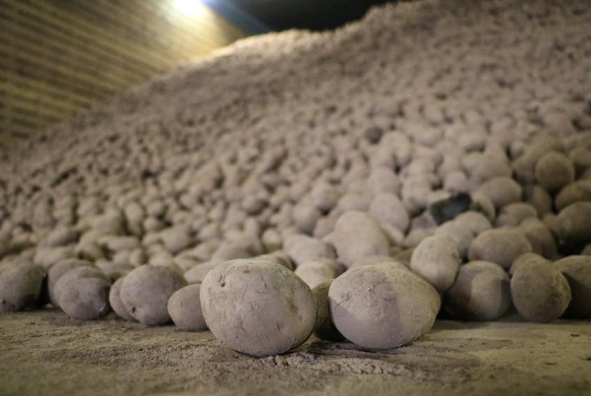 Thousands of organic potatoes sit in the Vanco Farms Ltd. barn in Oyster Bed Bridge. The federal government has imposed an export halt on all table potatoes destined for the U.S. market. Discoveries of potato wart on two farms prompted fears from the U.S. Department of Agriculture.