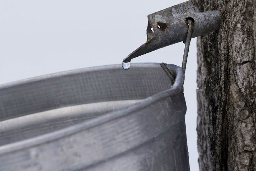 Sap drips out of a maple tree into a bucket.