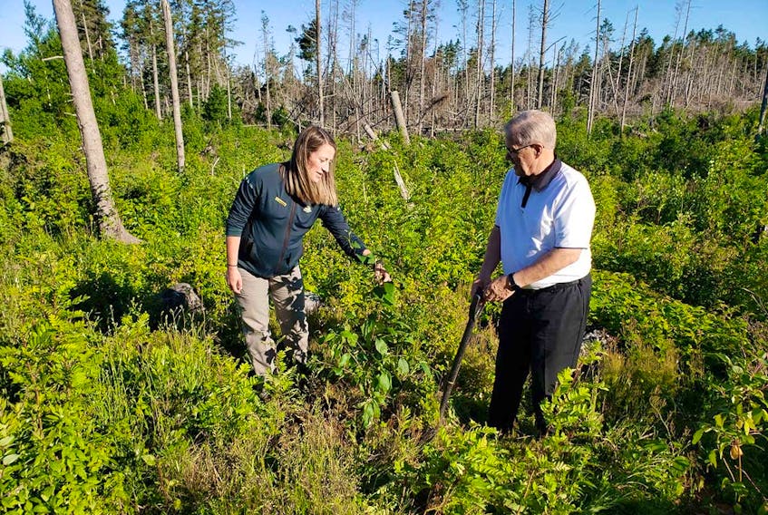 On June 24, Cardigan MP Lawrence MacAulay, right, joined Hailey Paynter, resource conservation officer for Parks Canada P.E.I. Field Unit in P.E.I. National Park at Cavendish to announce that 6,000 trees will be planted in Prince Edward Island National Park this year. 