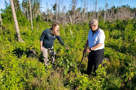 New life for Acadian forest through P.E.I. reforestation program