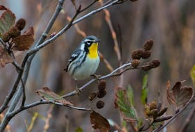 A dazzling yellow-throated warbler like this one at Cape Broyle is just one of the amazing birds that might be found among the junco flocks in late fall.