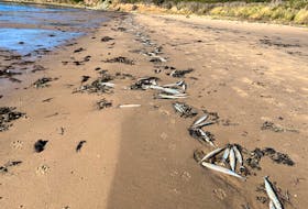 Atlantic saury lie on Chéticamp Beach on Oct. 30, when thousands washed ashore alive. Photo submitted by Wanda McGuire