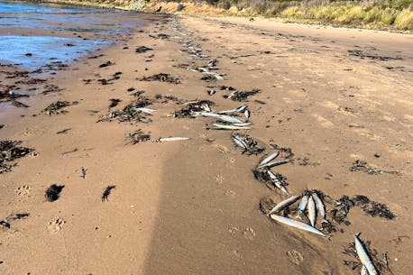 Storms, dropping ocean temperatures likely led to Atlantic saury strandings on Chéticamp Beach