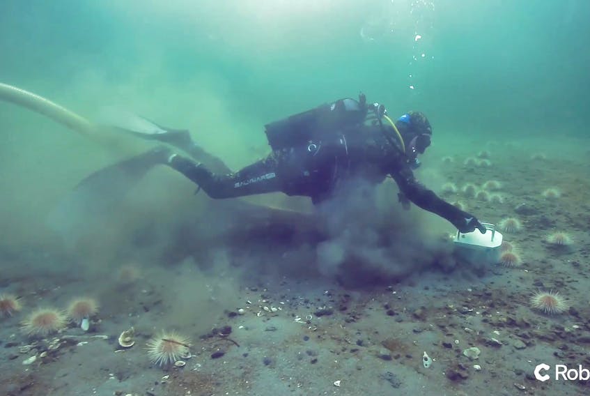 A diver uses the C Disc technology, developed by C Robotics of Norway, to harvest sea urchins from the ocean floor.