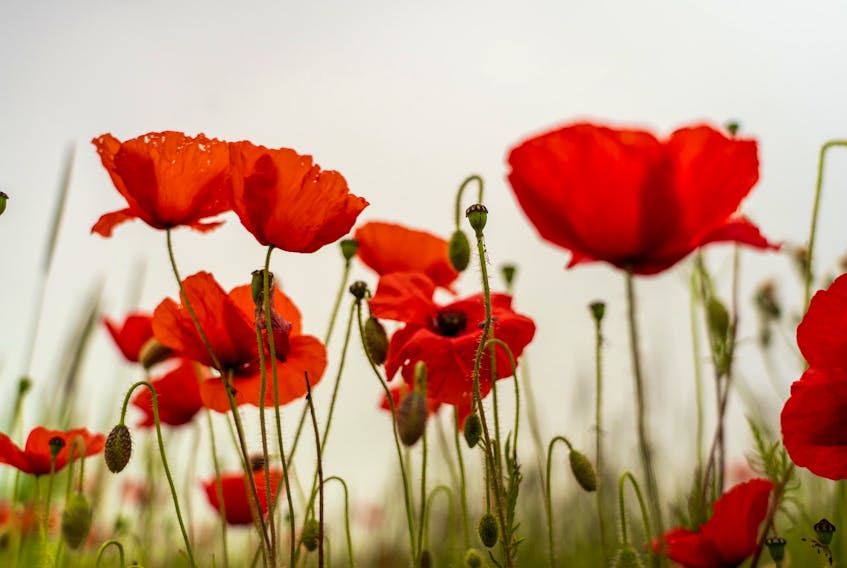 "In Flanders fields the poppies blow
Between the crosses, row on row…" — Nick Fewings/Unsplash