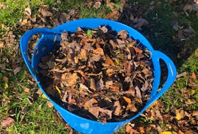 Fall leaves can be raked beneath trees and shrubs, or piled up until spring. 
