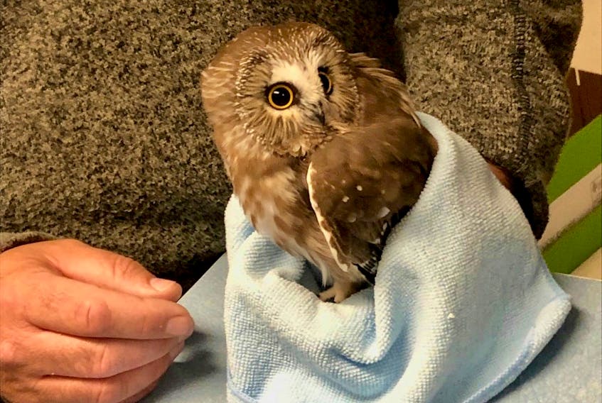 While rescuing an bird in need of assistance was exciting for a group of students at Summerside Intermediate School, the fact that they rescued an animal that is the same as their school's mascot made the experience all the more memorable.