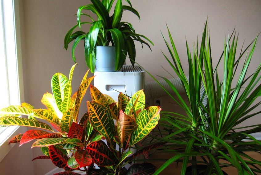 Most tropical plants do not thrive in Canada’s winter conditions and will need time to acclimatize to their indoor winter environment.