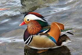 This multi-coloured beauty has been making the rounds on social media for its striking plumage. It is a male Mandarin duck, native to Japan, China, and other parts of Asia. Lee Edgar captured this surprising - though welcomed - guest at Albro Lake in Dartmouth, N.S. They are also called “wedding ducks” in Korean culture, and pairs of wooden-carved Mandarin ducks are given as wedding gifts as a symbol of peace and fidelity. Thank you for sharing this with us, Lee.  

Send your weather photos to weather@saltwire.com.