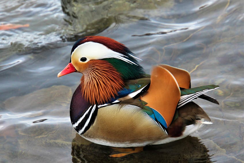 This multi-coloured beauty has been making the rounds on social media for its striking plumage. It is a male Mandarin duck, native to Japan, China, and other parts of Asia. Lee Edgar captured this surprising - though welcomed - guest at Albro Lake in Dartmouth, N.S. They are also called “wedding ducks” in Korean culture, and pairs of wooden-carved Mandarin ducks are given as wedding gifts as a symbol of peace and fidelity. Thank you for sharing this with us, Lee.  

Send your weather photos to weather@saltwire.com.