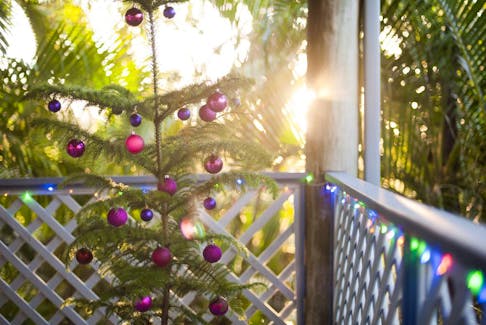Christmas decorations can dress up potted pines and even palm trees.