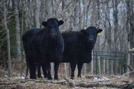 Rare cows from Saskatchewan rescued by Shamrock, P.E.I. farmers