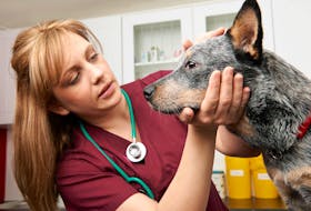 A veterinarian examines a canine patient.