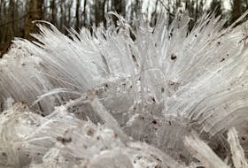 Needle ice captured near Springhill, N.S. - Craig McCormick