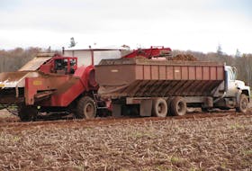 Potatoes are harvested from this P.E.I. filed in a Saltwire Network File photo. The Canadian Food Inspection Agency says an investigation into potato wart findings will not be completed before spring, raising the prospect of a prolonged stoppage of exports to the U.S.