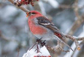 The pine grosbeak will be enjoying the excellent crop of dogberries this winter.