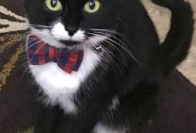 This must be the best dressed cat in Mabou, N.S. Miriam Gillis sent in this photo of her brother’s cat, Clara, ready for her photoshoot in this festive bowtie. I wonder what presents she’s going to get under the tree this year. Thank you for the photo, Clara and Miriam.
