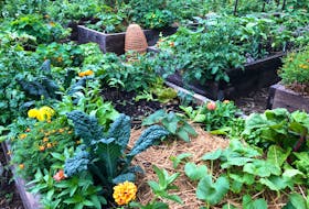 Vegetable gardeners are growing crops in traditional row gardens as well as in raised beds and containers. 