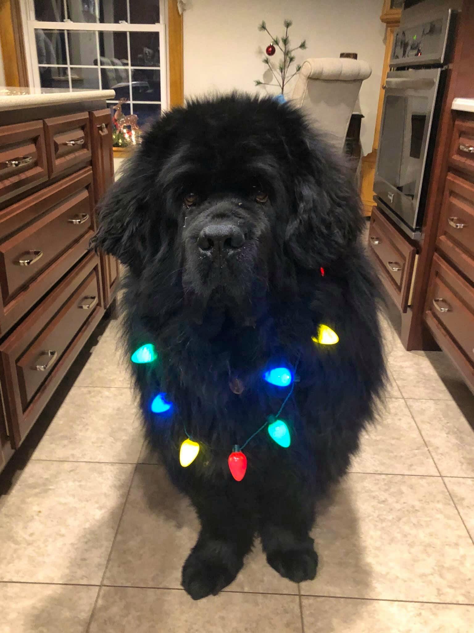 Meet Bosun! Bosun is a seven-year-old Newfoundland dog and Dianne Kelderman shared this photo of him getting into the festive spirit in Truro, N.S. The proud parents of Bosun said they can’t imagine having any other breed of dog. Happy holidays Dianne, and Bosun. Thank you for sharing this photo with me.
