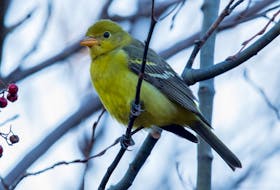 The Newfoundland and Labrador rare bird of the year goes to this crowd pleasing western tanager in east St. John’s in November.