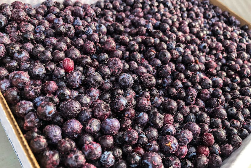 Frozen wild blueberries from Margaree Wild Blueberries in Cape Breton. Jim MacDonald said the farm had a strong growing and selling season in 2021. JESSICA SMITH/CAPE BRETON POST